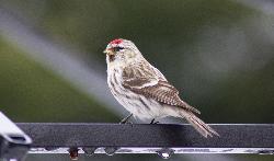 Finch - Female Common Redpoll in Ontario back yard.