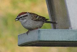 Male and female chipping sparrows look very similar.  This one taken in Barrie, Ontario.